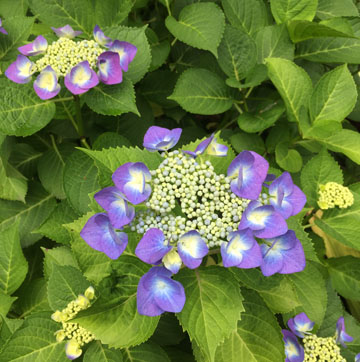 上野の紫陽花
