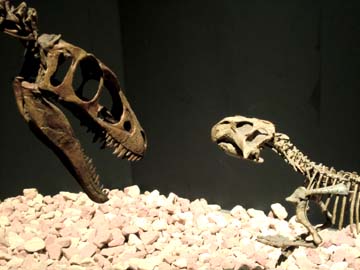 負けん気のある顔をしているプシッタコサウルス