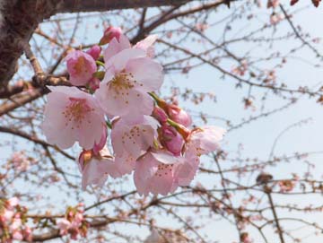 桜も咲いちゃうとは！
